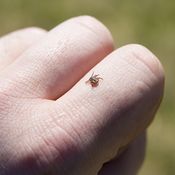 punkki, puutiainen, borrelioosi, Lymen borrelioosi