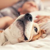 allergia, yliherkkyys, heinänuha