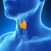 kilpirauhanen, vajaatoiminta, liikatoiminta, tyroksiini