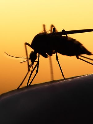 hyttysenpisot, ihoreaktio, tooppinen tauti