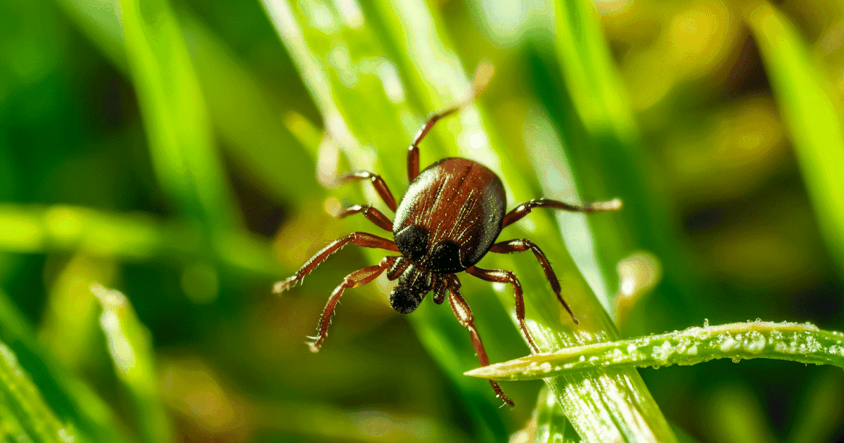 Punkit heräilevät jo – tunnistatko borrelioosin oireet?