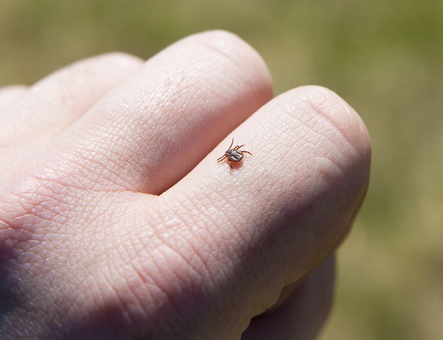 punkki, puutiainen, borrelioosi, Lymen borrelioosi