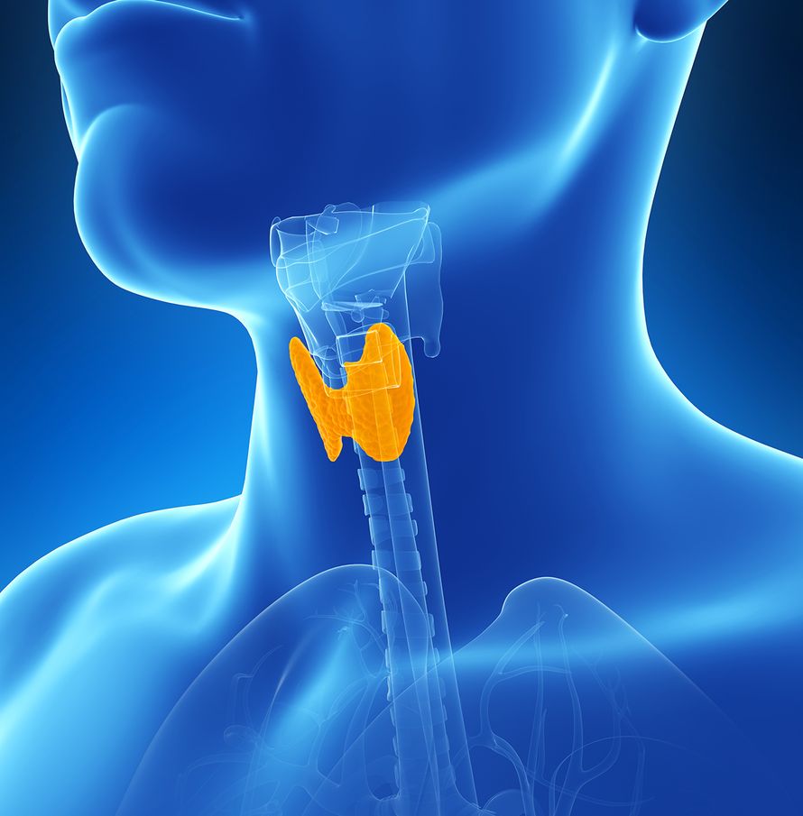 kilpirauhanen, vajaatoiminta, liikatoiminta, tyroksiini