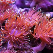 Merivuokosta uusia lääkkeitä ylipainoon ja insuliiniresistenssiin