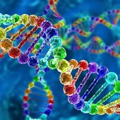 perinnöllisyys, geenit, DNA