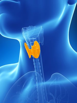 kilpirauhanen, vajaatoiminta, liikatoiminta, tyroksiini