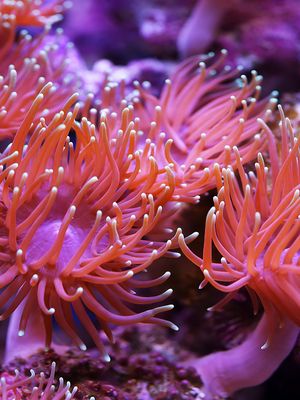 Merivuokosta uusia lääkkeitä ylipainoon ja insuliiniresistenssiin