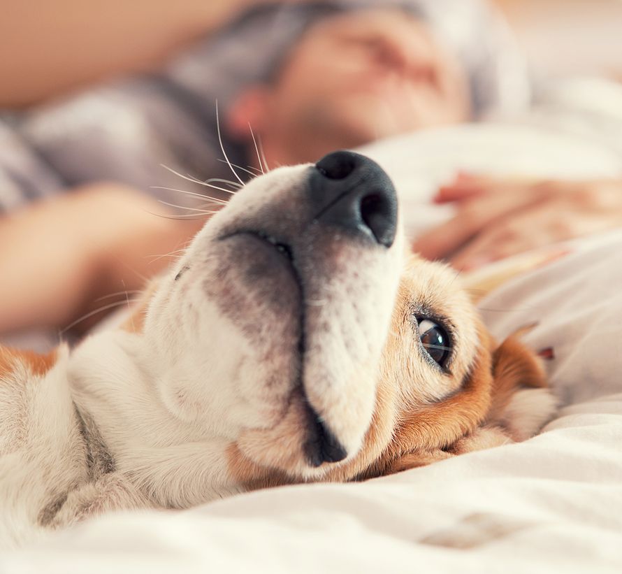 allergia, yliherkkyys, heinänuha